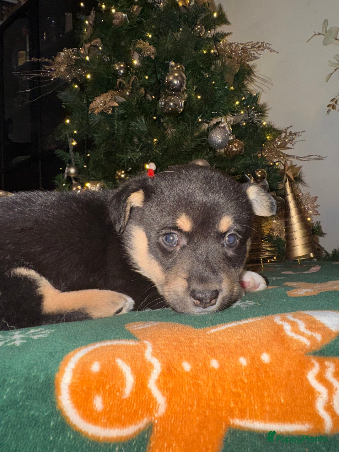 Welsh Corgi Cardigan honden te koop: Corgi looking for forever home - Advertentie 3