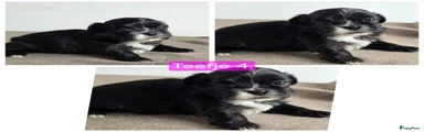 Shih Tzu 6