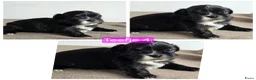 Shih Tzu honden te koop: Mooie lieve shih-tzu pups. - Advertentie 4