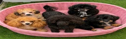 Poedel Toy honden te koop: Drie toy poedel pupjes  - Advertentie 8
