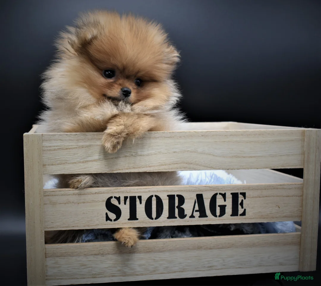 Galerij afbeelding {{count}}