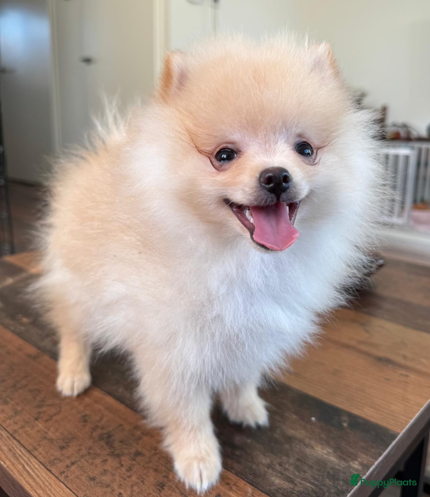 Pomeriaan honden Prachtig klein Pomeriaan puppy  - Advertentie 3