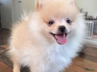 Pomeriaan honden Prachtig klein Pomeriaan puppy - Advertentie 3