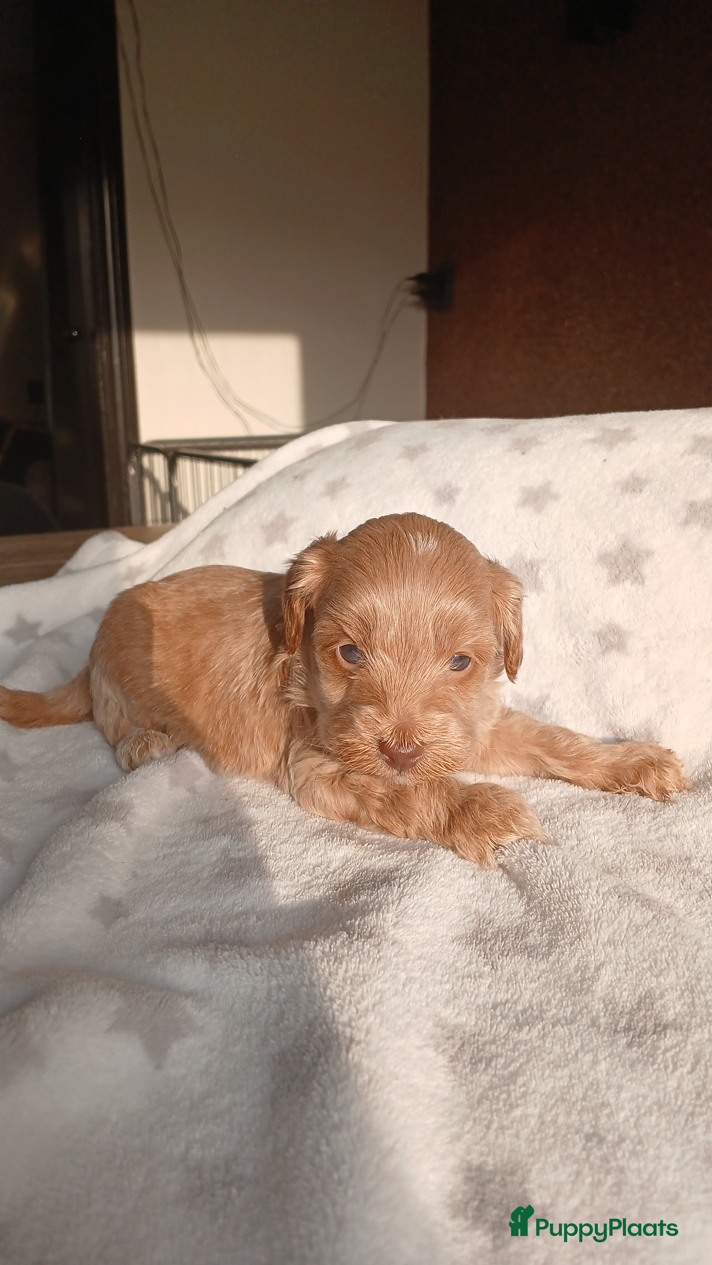 Poedel Toy honden Lieve Prachtige Rasechte Toy Poedels geboren - Advertentie 2