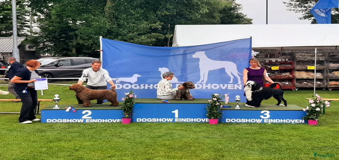 Galerij afbeelding {{count}}