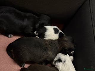 Shih Tzu honden Boomertjes - Advertentie 8