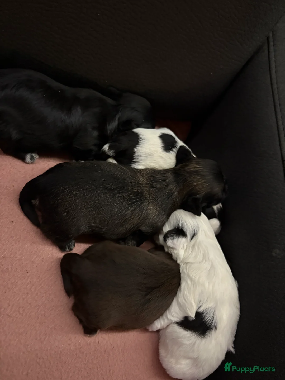 Shih Tzu honden te koop: Boomertjes - Advertentie 1