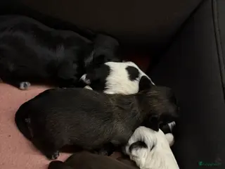 Shih Tzu honden Boomertjes - Advertentie 1