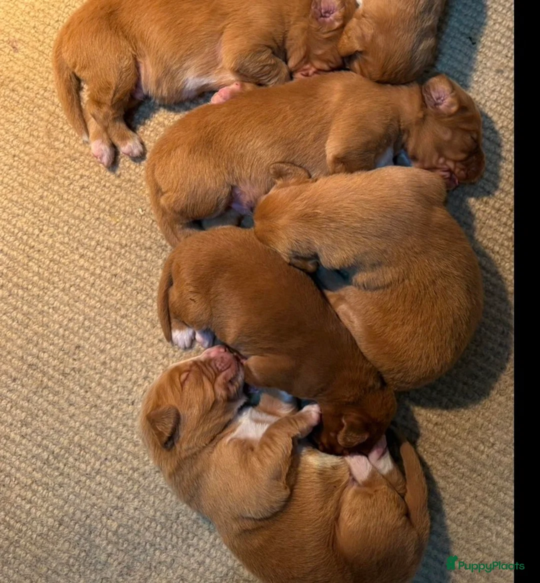 Nova Scotia Duck Tolling Retriever honden te koop: Toller pups met stamboom te koop  - Advertentie 11