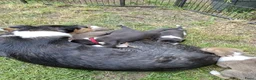 Schotse Herdershond korthaar honden te koop: Schotse herdershond korthaar pups - Advertentie 13
