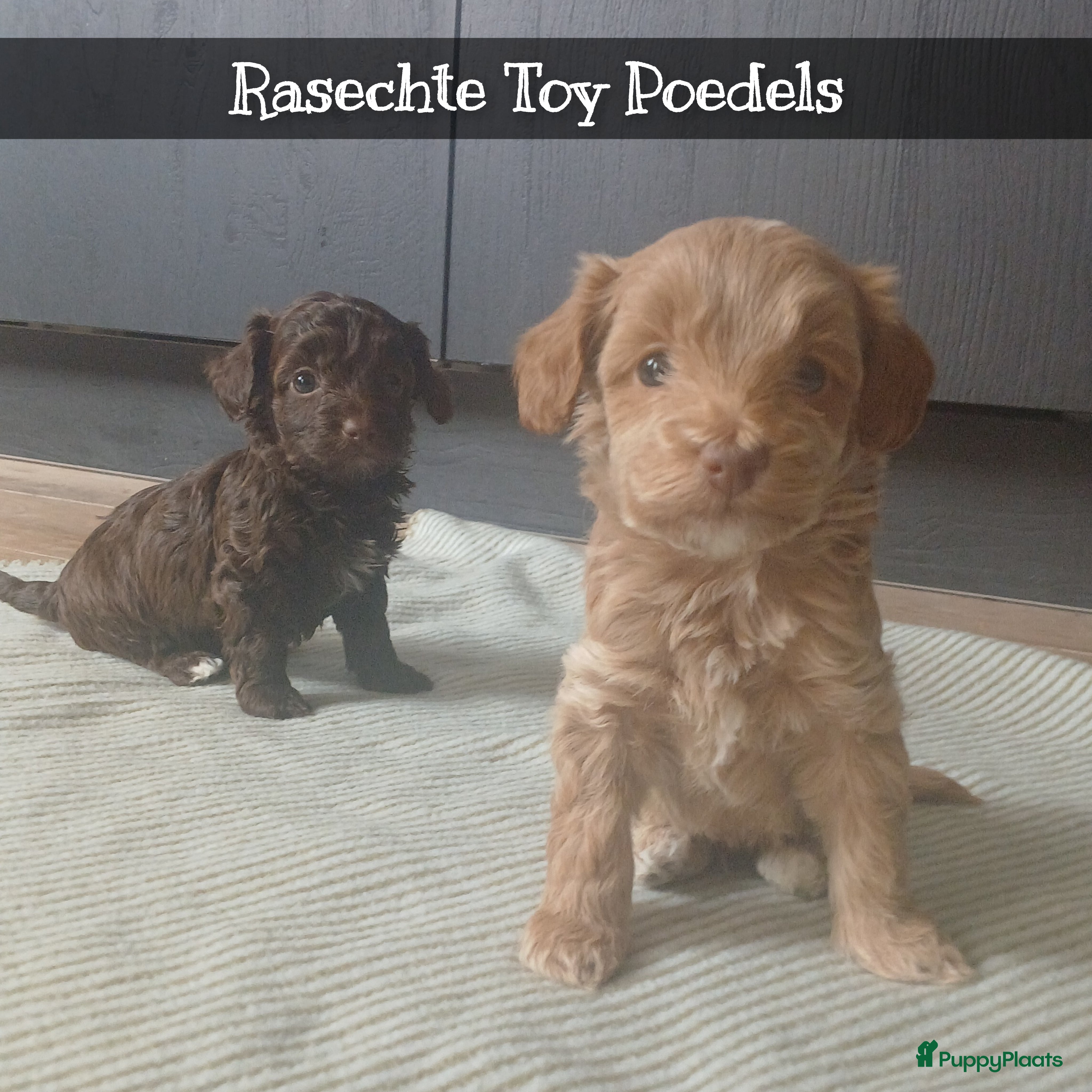 Poedel Toy honden 100% Rasechte Toy Poedels geboren - Advertentie 1