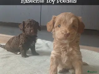 Poedel Toy honden 100% Rasechte Toy Poedels geboren - Advertentie 1