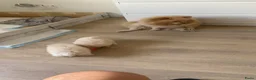 Pomeriaan honden te koop: Twee prachtige raszuivere Pomeranian beschikbaar - Advertentie 2