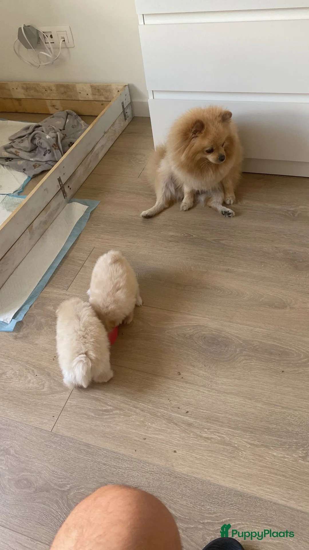Pomeriaan honden te koop: Twee prachtige raszuivere Pomeranian beschikbaar - Advertentie 2