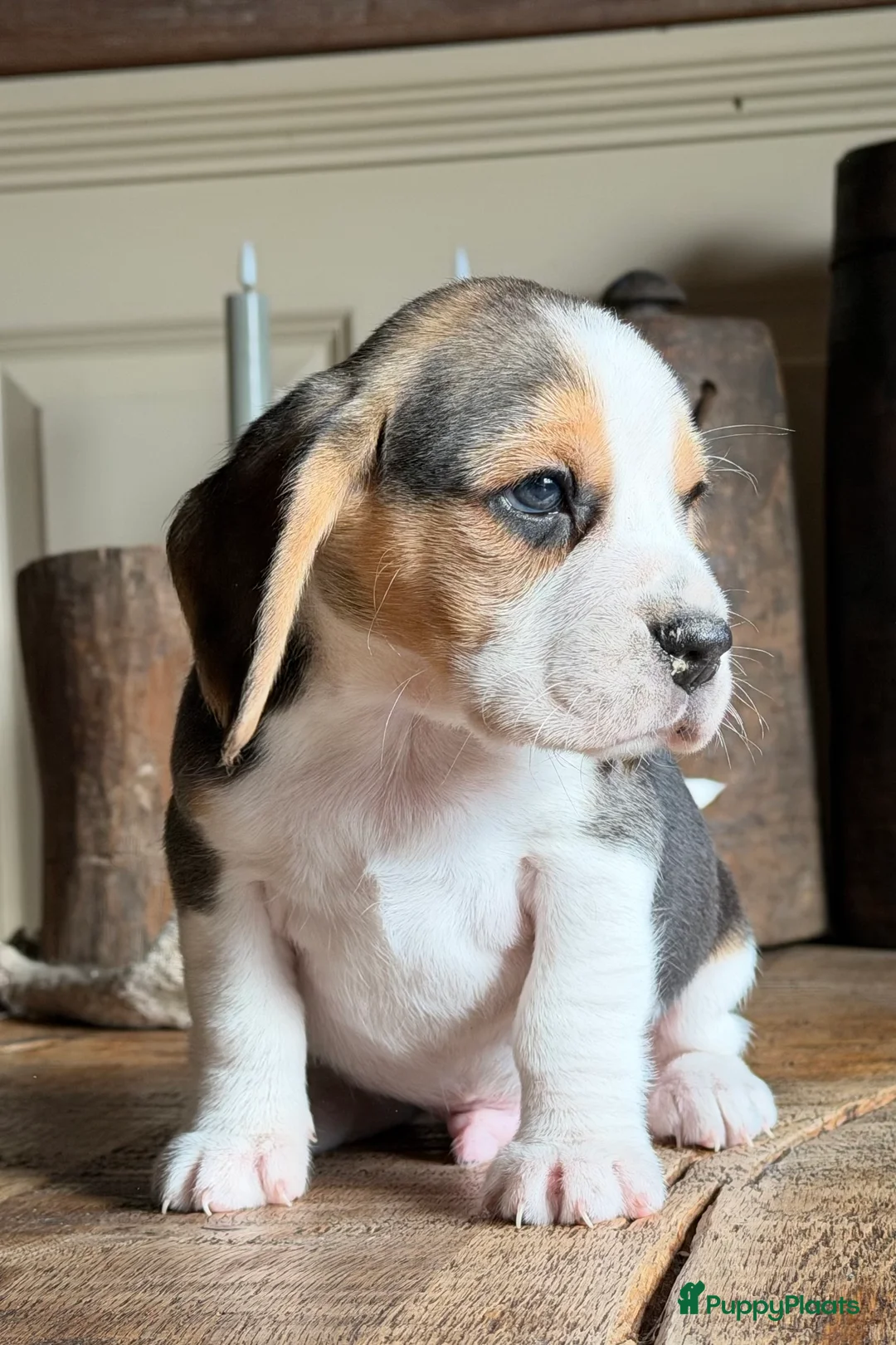 Beagle honden te koop: Beagle pups met FCI uitgebreid getest!! - Advertentie 10