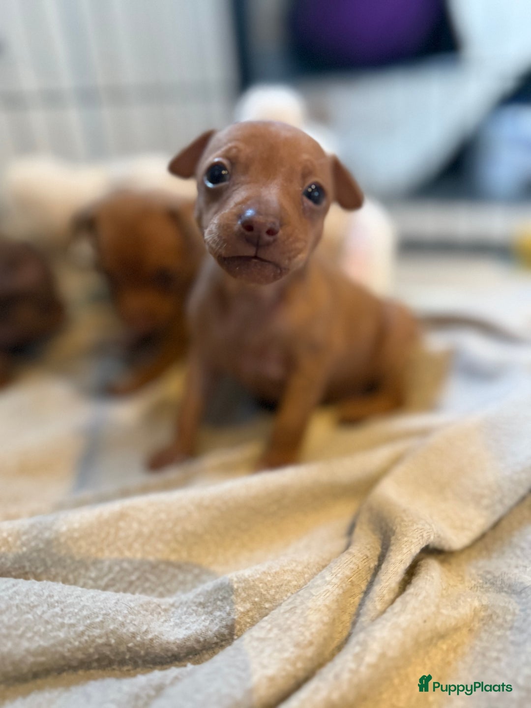 Dwergpinscher honden te koop: Dwergpinscher pups - Advertentie 11