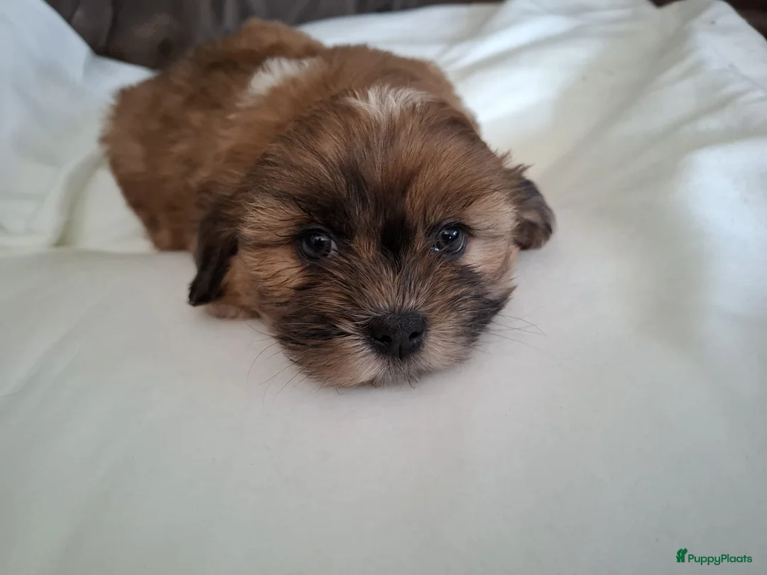 Boomer honden te koop: Drie mooie boomer reutjes  - Advertentie 4