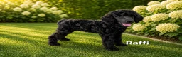 Labradoodle honden te koop: Poedel out cross pups beschibaar - Advertentie 5