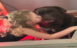 Labrador Retriever honden te koop: Stamboom Labrador pup. Nest Aankondiging  - Afbeelding 8