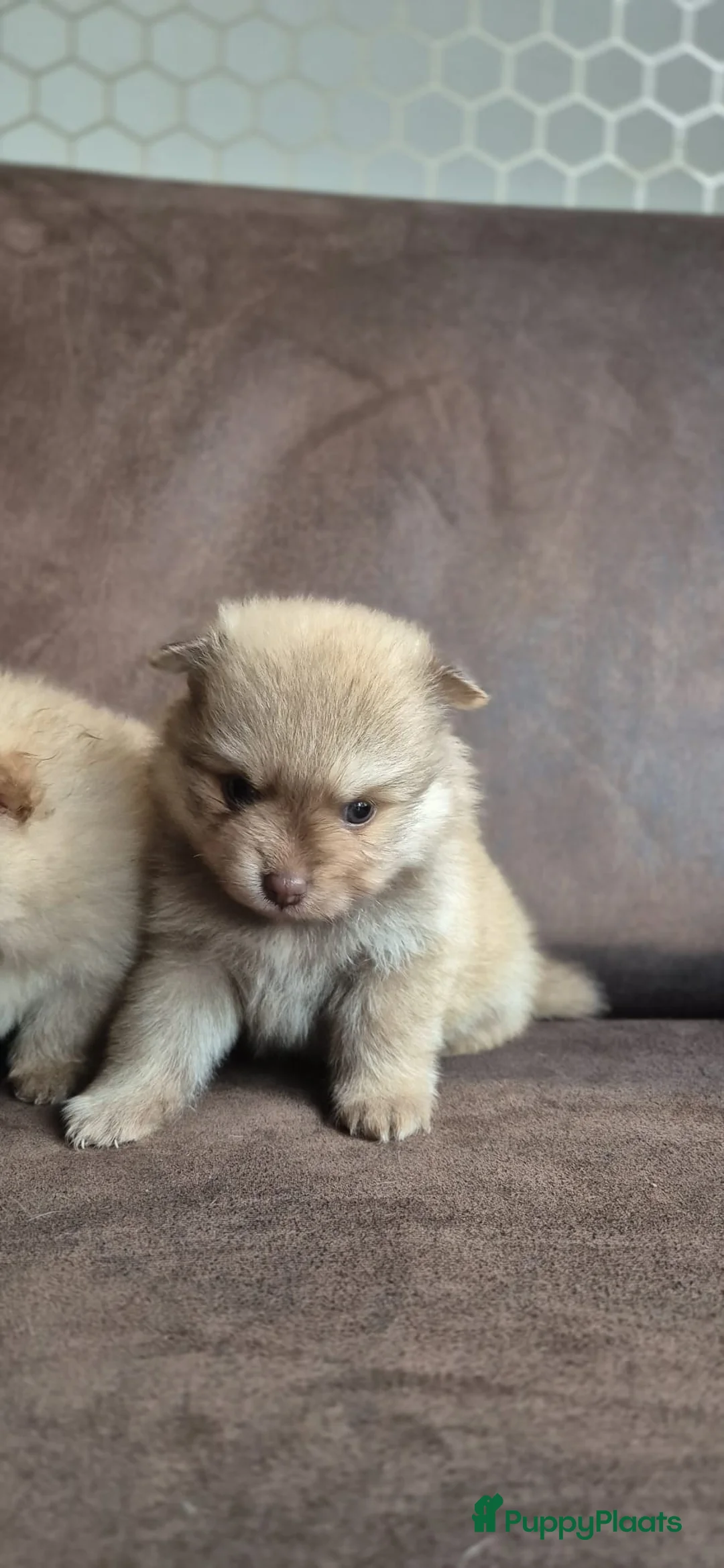 Kruising honden te koop: 3 reutjes - Advertentie 5