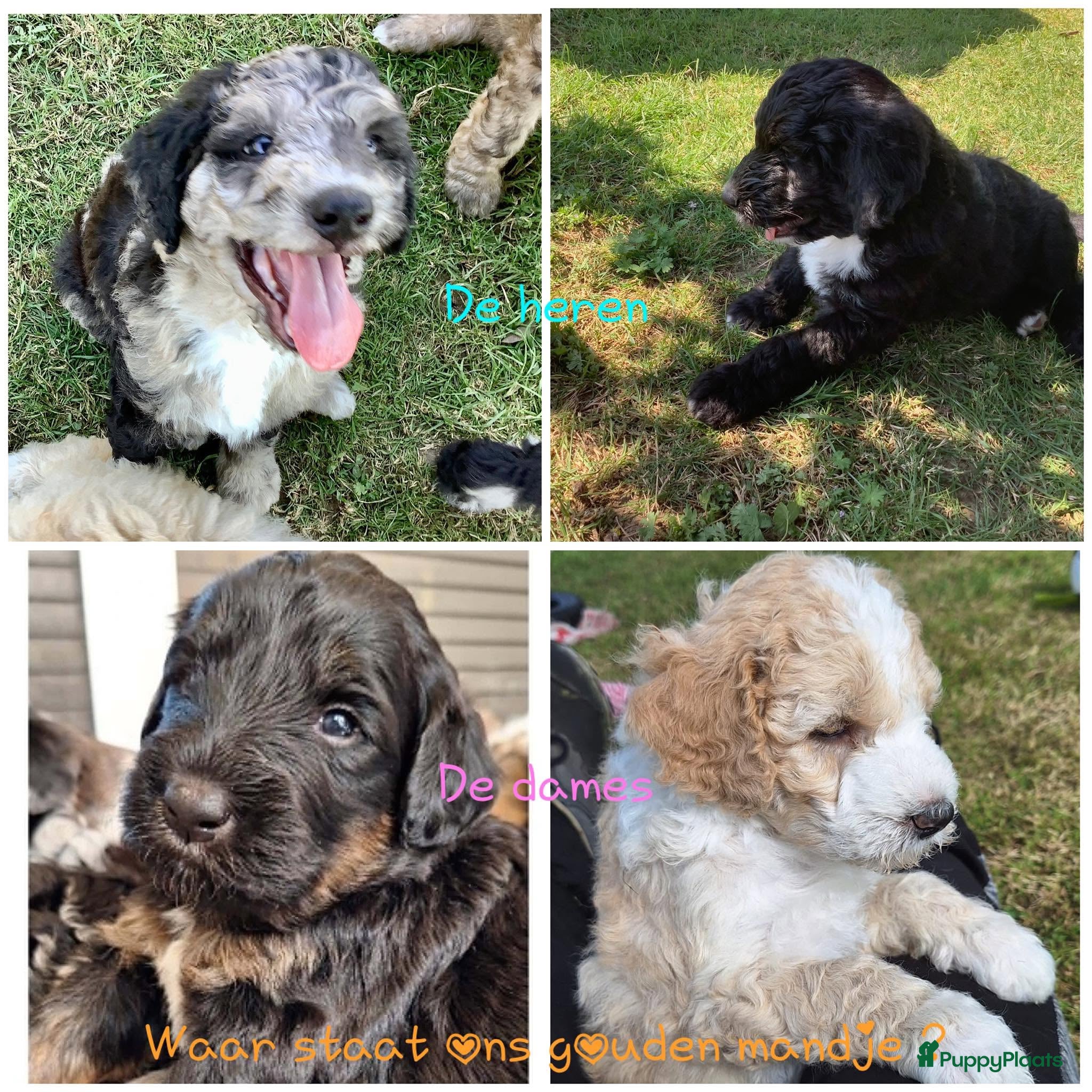 Bernedoodle honden unieke Bernedoodle pups - Advertentie 1