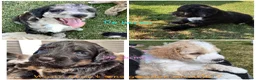 Bernedoodle honden te koop: unieke Bernedoodle pups - Advertentie 1