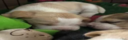 Beagle honden te koop: Prachtige beaglepupjes geboren!! - Advertentie 7