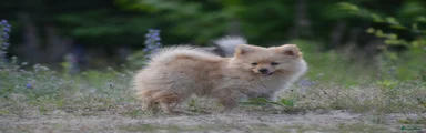 Pomeriaan 2