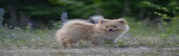 Pomeriaan honden te koop: Knappe lieve pomeriaan pups te koop - Advertentie 3