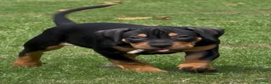 Amerikaanse Bully 2