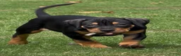 Amerikaanse Bully honden te koop: American Bully xl puppy’s  in Eindhoven - Advertentie 9