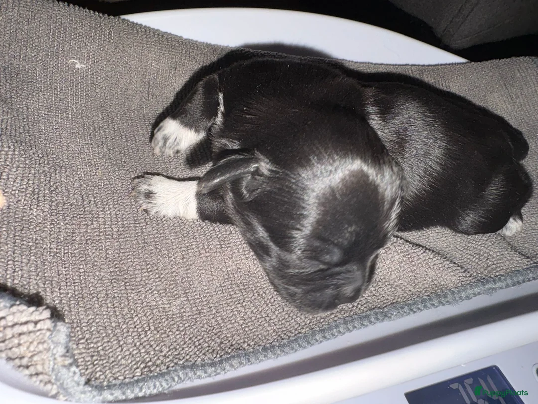 Kruising honden te koop: Mooie shitzuboomer - Advertentie 21