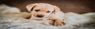 Kruising Puppy 4