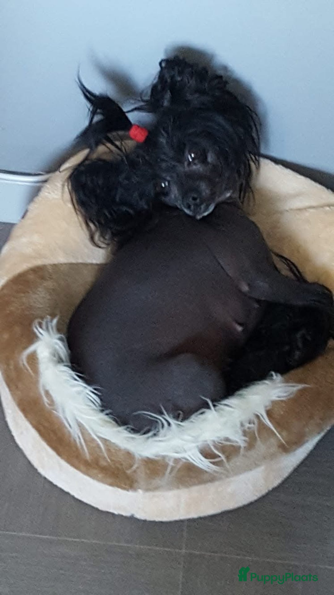 Chinese Naakthond honden te koop: Mooie powder puff jongen - Afbeelding 11