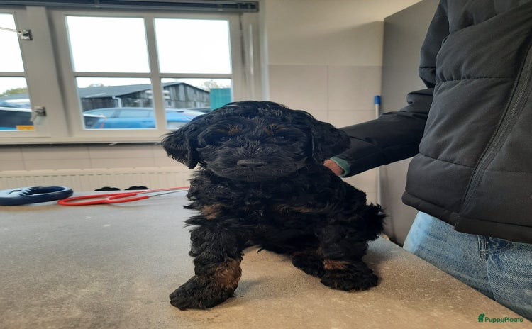 Australian Labradoodle honden Labradoodle Pups Zwart Bruin - Advertentie 1