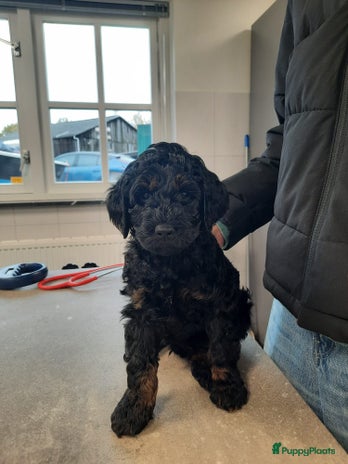 Australian Labradoodle honden Labradoodle Pups Zwart Bruin - Advertentie 1
