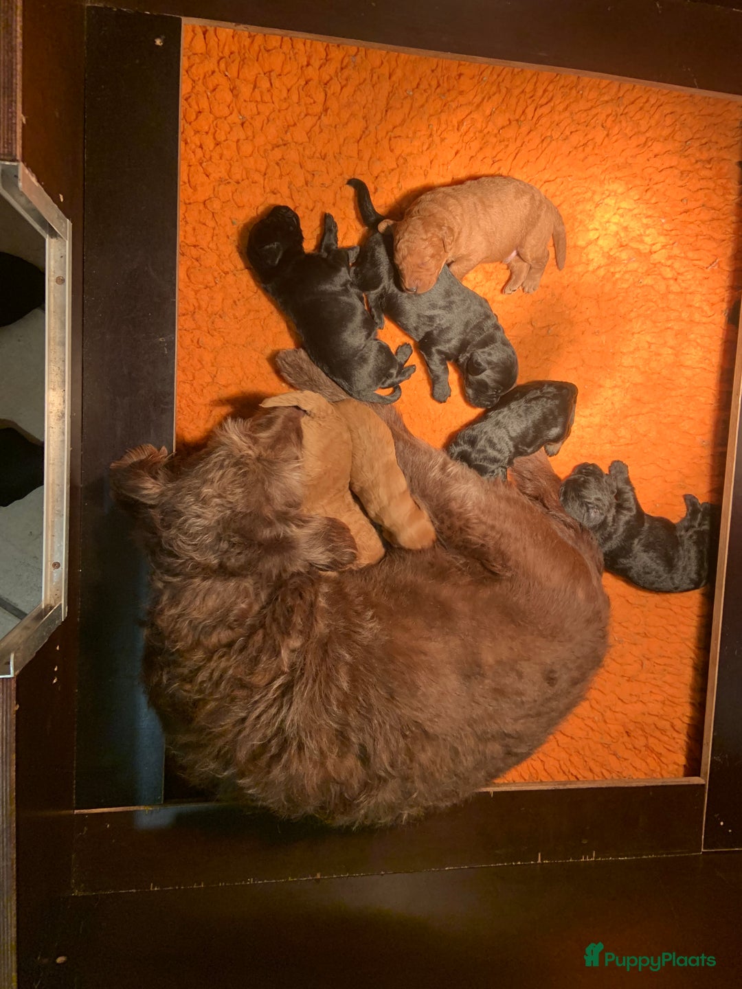 Labradoodle honden te koop: Kleine medium labradoodle F1 pups  - Advertentie 5