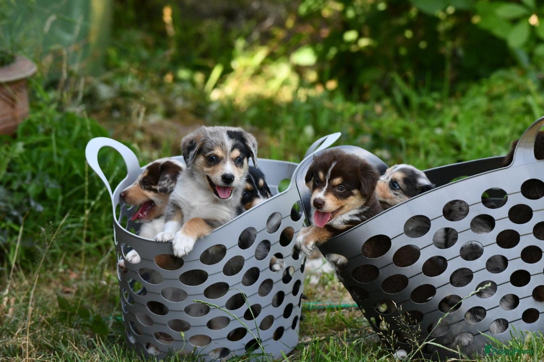 Australian Shepherd honden te koop: Australian Shepherd x Kelpie Pups in Maashees - Afbeelding 4