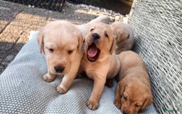 Labrador Retriever honden te koop: RED FOX/BLONDE LABRADORS  GELEGENHEIDS NESTJE ♥️ - Afbeelding 3