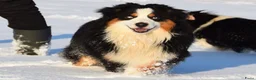 Australian Shepherd honden te koop: prachtige Miniature American Shepherd (MAS)pups - Advertentie 4