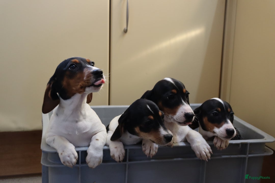 Jack Russel Terriër honden te koop: Mega Mooie jacks te koop - Advertentie 19