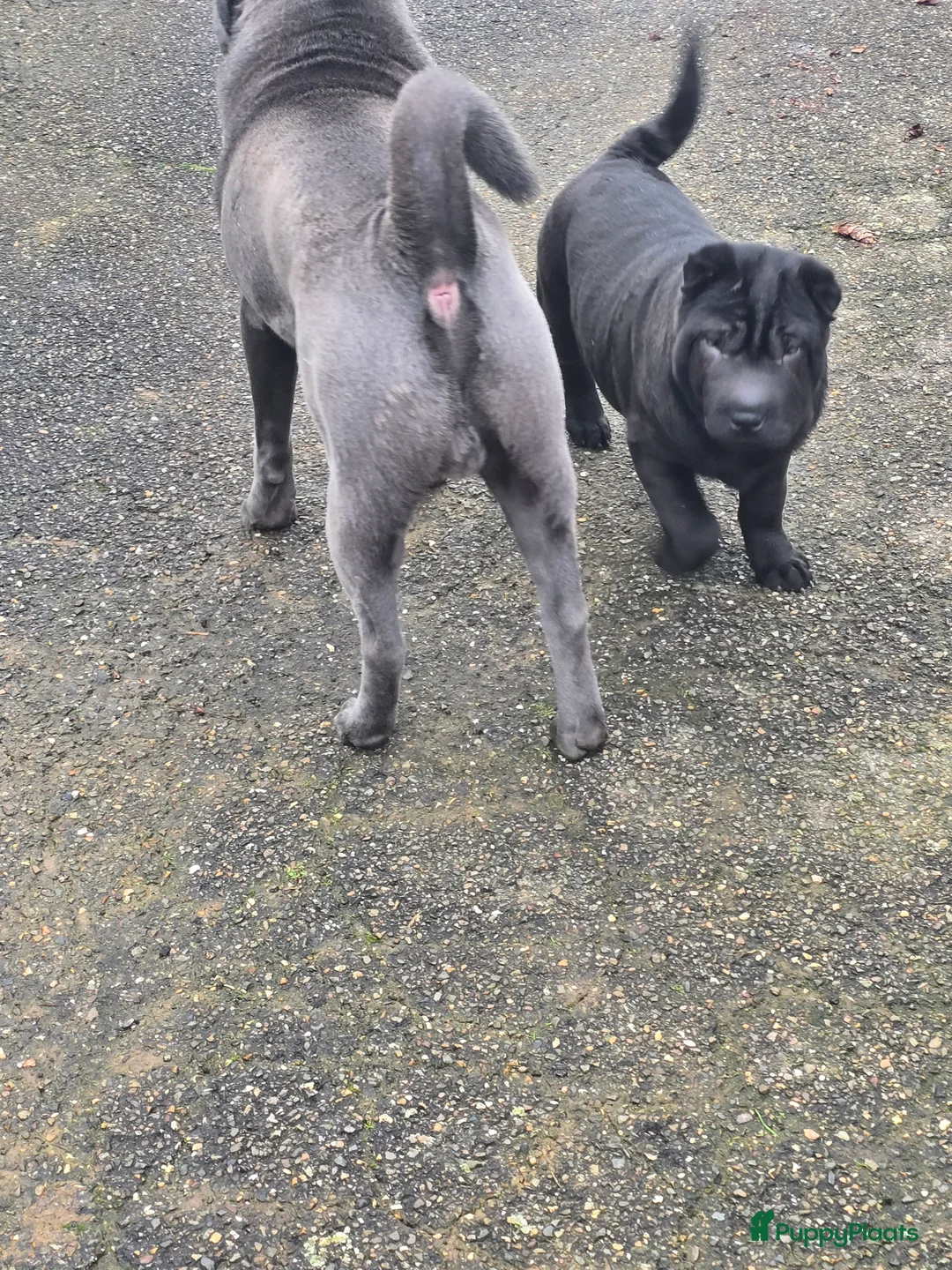 Shar Pei honden te koop:   Nog 2 mooie  sharpei    - Advertentie 7