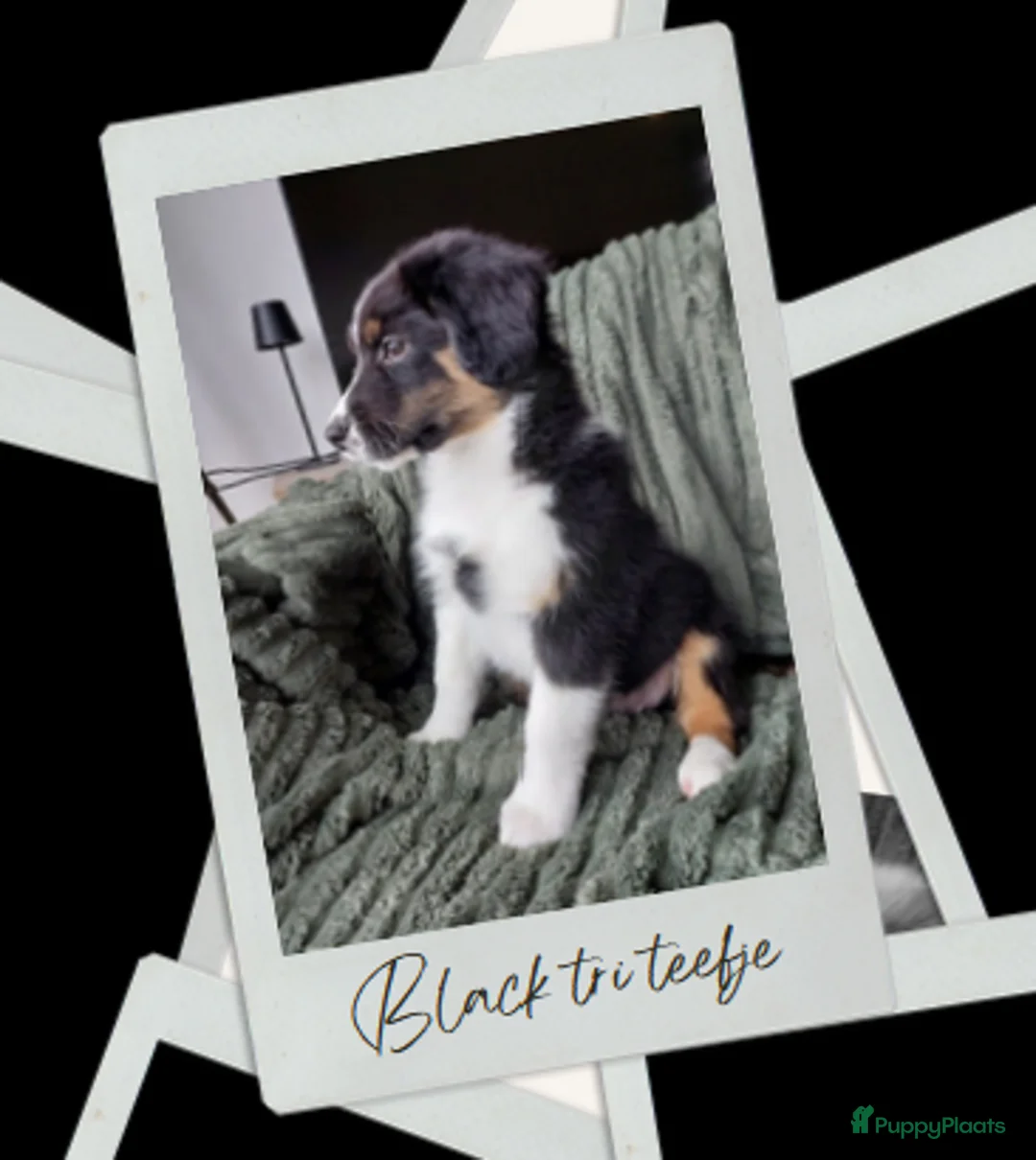 Australian Shepherd honden te koop: 🐾Aussie op zoek naar avontuur!🐾 - Advertentie 1