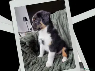 Australian Shepherd honden 🐾Aussie op zoek naar avontuur!🐾 - Advertentie 18