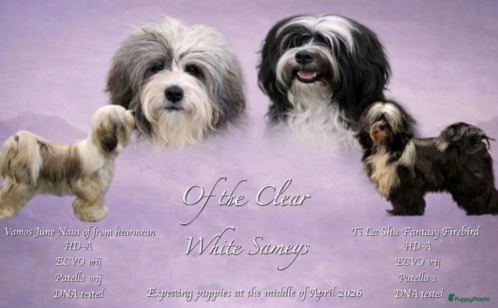 Tibetaanse Terriër honden Tibetaanse terrier nest opkomst  - Advertentie 3