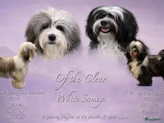 Tibetaanse Terriër honden Tibetaanse terrier nest opkomst - Advertentie 3