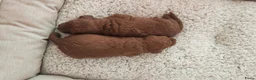 Kruising honden te koop: Dwergpoedels puppy's 🥰 - Advertentie 6