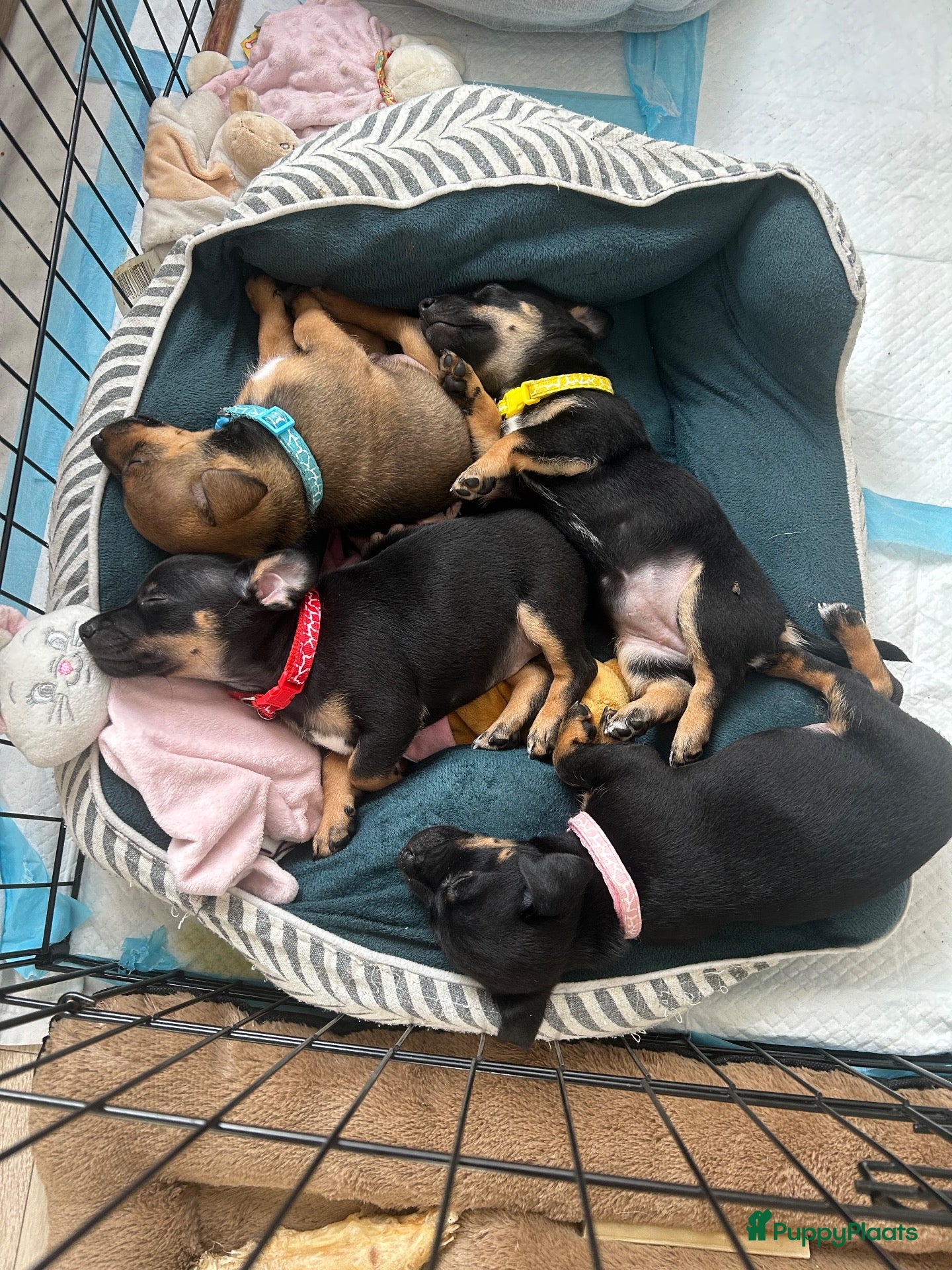 Jack Russel Terriër honden Jack Russel pups - Advertentie 1