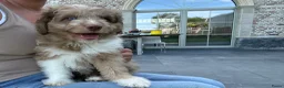 Kruising honden te koop: Miniature Aussiedoodle  - Advertentie 3