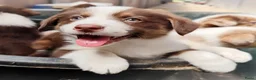Kruising honden te koop: Mega schattige en super knappe Auggies! ❤️ - Advertentie 3